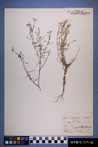 Ipomopsis longiflora image